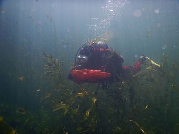 Potapljaška čistilna akcija             Ljubljanica 2022