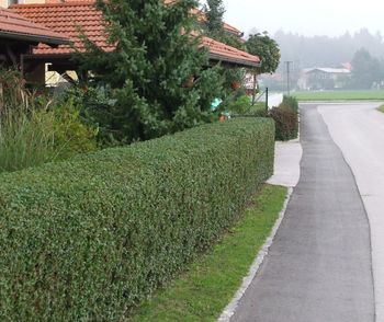 Obrezovanje vegetacije ob cestah