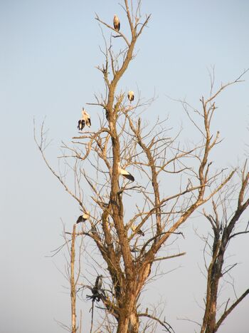 So štorklje prišle iz dežja pod kap? So štorklje prišle iz dežja pod kap?