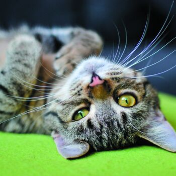 Mačji imunski sistem – skrita moč, ki jo je konec poletja vredno začeti krepiti