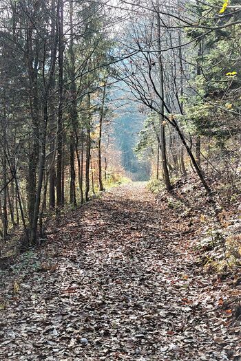 Nasutje in utrditev pohodniške poti od Belega potoka do Ohonice Nasutje in utrditev pohodniške poti od Belega potoka do Ohonice