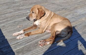 Vam povem zgodbo? Eno lepo, brez politike, brez kritike.