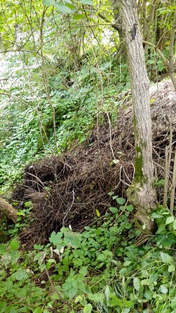 Porezane veje ne sodijo v struge