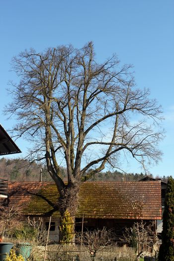 Zaščiten lipovec je obrezan