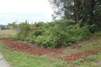 Japonski dresnik se razrašča Japonski dresnik se razrašča