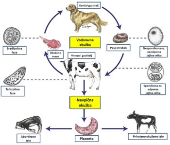 Nepravilno odlaganje pasjih iztrebkov - izziv za okolje in živali