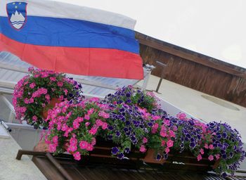 Ko turiste očarajo rožice