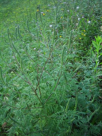 Ambrozija, obvezno zatiranje od leta 2010