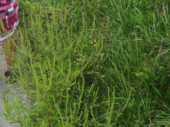 Svetovna akcija Očistimo svet 2018, 15. septembra 2018