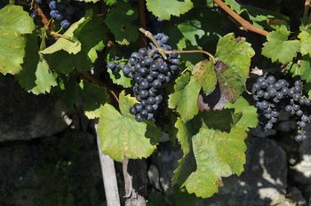 Modra frankinja kot osnova vinskega turizma v Sevnici