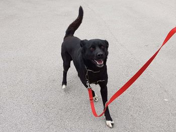 Zavetišče za male živali Sevnica - živali iščejo dom Zavetišče za male živali Sevnica - živali iščejo dom