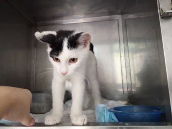 Zavetišče za male živali Sevnica – živali iščejo dom