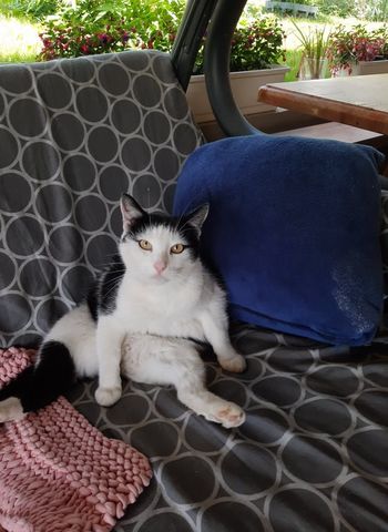 Akcija sterilizacij  lastniških muck v občini Sevnica