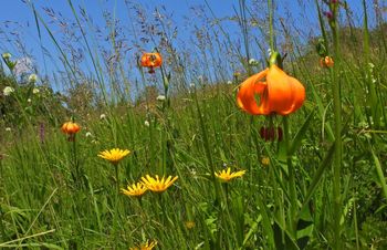 Travniki – nostalgija         ali prihodnost?