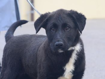 Živali iščejo svoj novi dom 