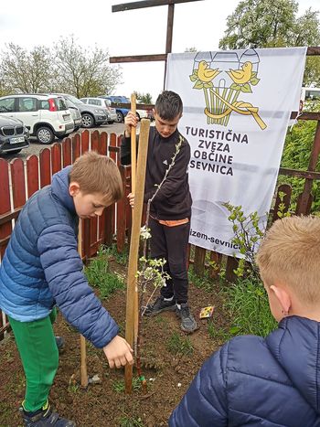 Saditev sevniške voščenke pri POŠ  Studenec