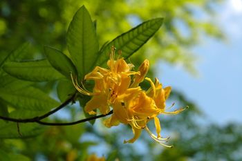 Obisk in spoznavanje rastišč azaleje