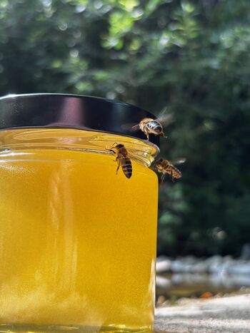 Naši čebelarji ponovno odlični na ocenjevanju medu Naši čebelarji ponovno odlični na ocenjevanju medu