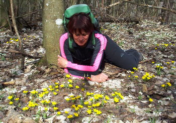 Ko so na Bohorju cvetele jarice