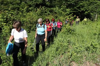 Sončki v gozdovih nad Verdom