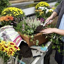 Najlepši cvetoči vrt v Mirnu