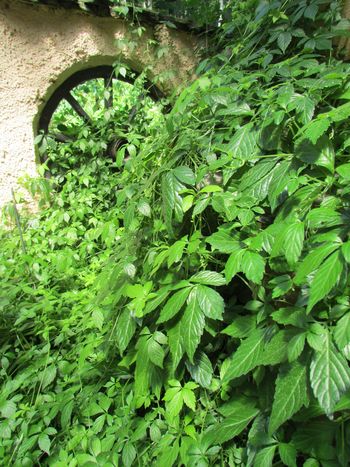 Čudežna rastlina Jiaogulan