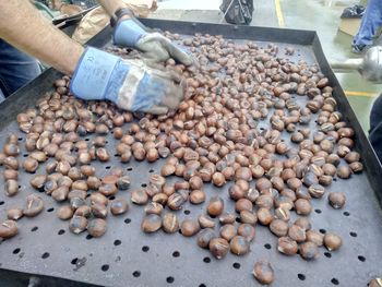 KOSTANJEVA NEDELJA NA KATARINI