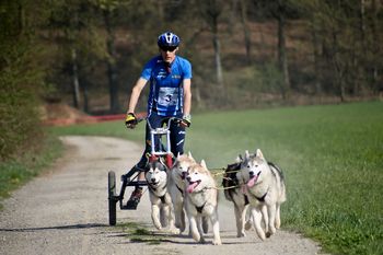 ODPOVEDANO:  18. oktober: Hraše: 8. Memorial Henrika Sečnika / Mednarodno tekmovanje vlečnih psov