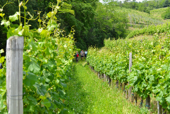 Pohod Med slapovi in vinogradi 