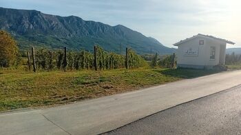 MARTINOV POHOD MED LOŽKIMI VINOGRADI