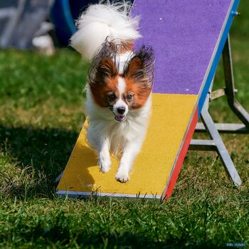 Med cvetlice prihajajo kužki