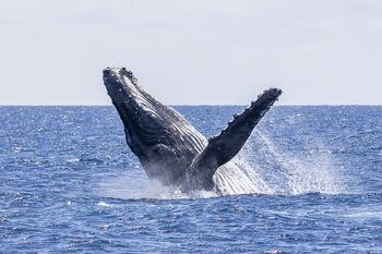 Potopisno predavanje: Ekvador – ujet med Amazonijo, Andi in Galapaškim otočjem (Norma Resnik)