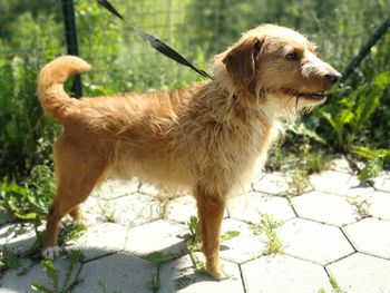 V Andražu nad Polzelo našli izgubljenega psa