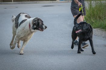 Človekov najboljši prijatelj naj bo pod nadzorom, saj ima kosmata ušesa