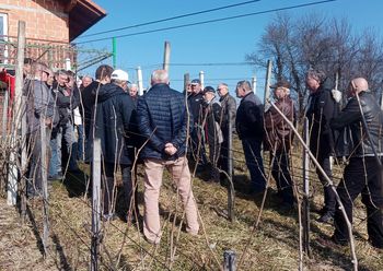 Prikaz reza vinske trte