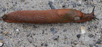 Rdečih polžev tudi letos veliko