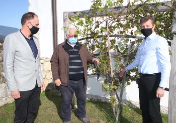 Potomki najstarejše trte dali 30 sladkih grozdov