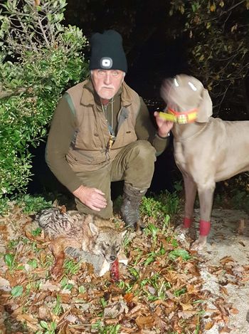Šakal v lovišču Lovske družine Polzela