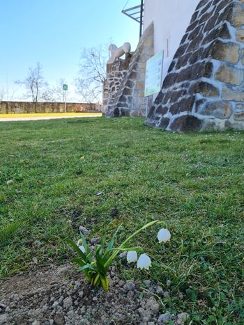 Na gradu Komenda se prebuja pomlad