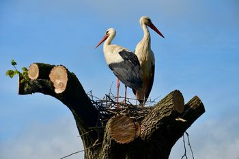 Na Polzeli gnezdita štorklji