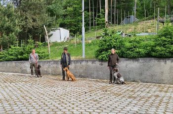 Spomladanska preizkušnja psov ptičarjev