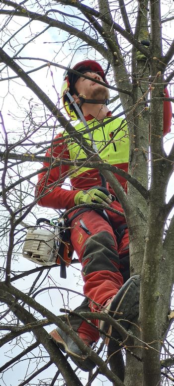 Obisk arborista na Polzeli Obisk arborista na Polzeli