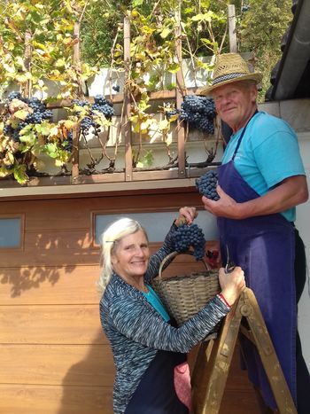 Trgatev Nejke, potomke najstarejše trte na svetu