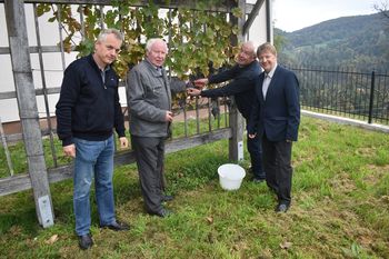 Trgatev potomke najstarejše trte v Andražu nad Polzelo