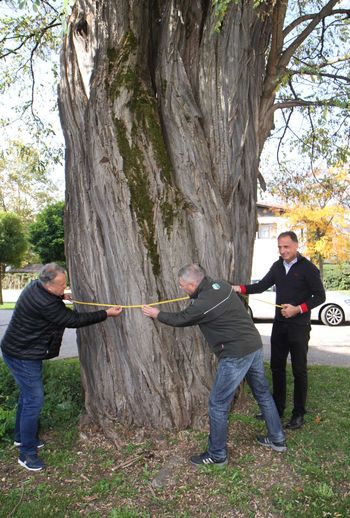 Na Polzeli raste prvak med drevesi