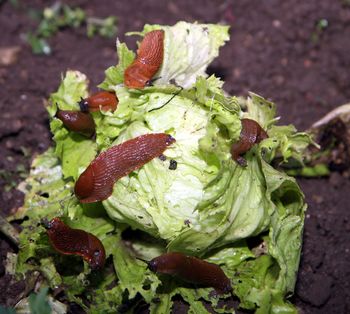 Invazija rdečih polžev