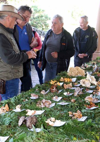 Na razstavi 191 vrst gob