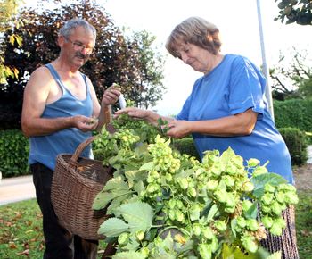 Ohranjanje tradicije hmeljarstva na Polzeli Ohranjanje tradicije hmeljarstva na Polzeli