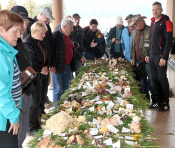 Zadnje srečanje gobarjev letos, na razstavi 174 vrst gob