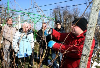 Priprave na mehko rez vinske trte